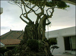 art003.jpg