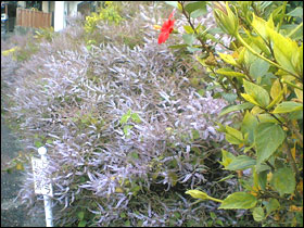 hana04.jpg