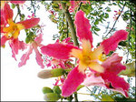hana050.jpg