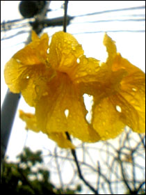 hana06.jpg